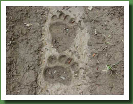 Bear Tracks jpg